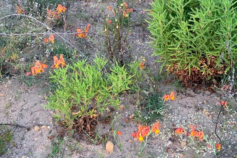 0 Bedroom Property for Sale in Piketberg Rural Western Cape